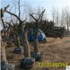 年份老 造型古 棗樹綠化景觀別墅景觀用樹量大種植基地批發(fā)優(yōu)惠