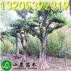 大量供應(yīng) 大規(guī)格櫸樹 造型櫸樹 紅櫸樹 叢生櫸樹 量大優(yōu)惠