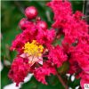 紫薇樹苗紅火箭紫薇苗紅火球百日紅紫薇樹小苗供應(yīng)庭院觀賞植物