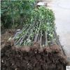 大葉黃楊苗冬青苗供應(yīng)綠籬圍墻籬笆樹苗 四季常青耐寒庭院樹苗