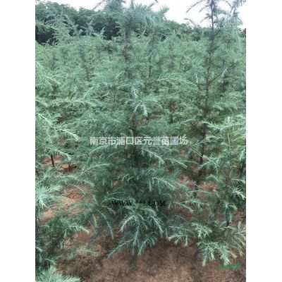 雪松便宜出售，3米15元，4米40元，5米130元需要速聯(lián)系