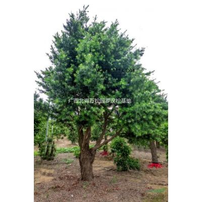 今年精品直桿造型羅漢松價格走勢  華南地區直桿造型羅漢松零售