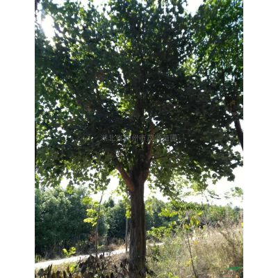 紫薇供應/紫薇圖片