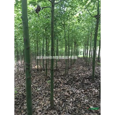 湖北鐘祥市精品欒樹