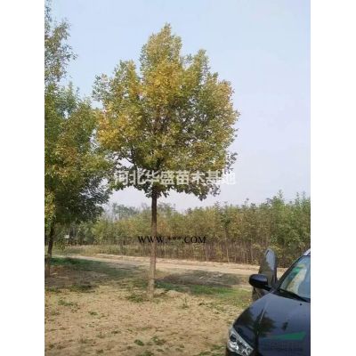 2021年春季欒樹批發 10公分欒樹價格