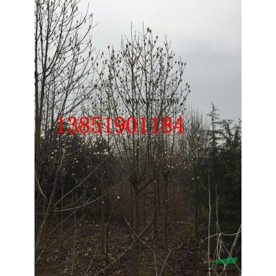 紫薇，8公分紫薇，10公分紅花紫薇，12老紫薇