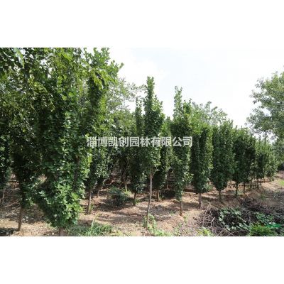 淄博道路綠化用樸樹(shù)行不行