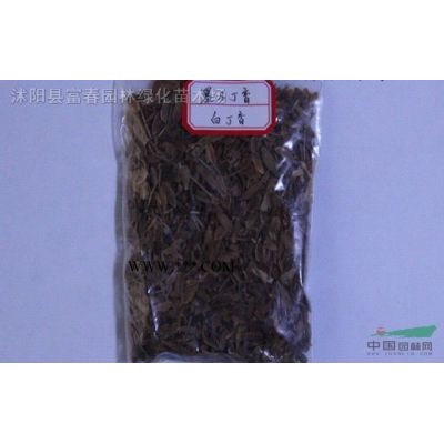 紅葉李，紅葉李小苗，別名：紫葉李，櫻桃李，江蘇紫葉李，紅葉李