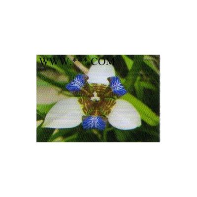 山東昌邑供應(yīng)櫸樹