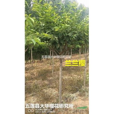 御衣黃櫻，稀有櫻花品種