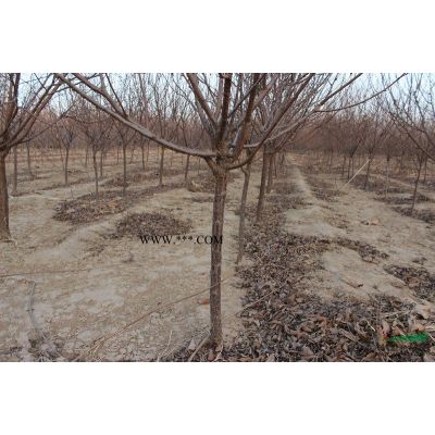 優質的日本櫻花種植基地