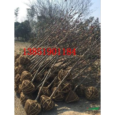 供應；烏桕價格，烏桕樹價格，精品烏桕價格，南京烏桕苗圃價格