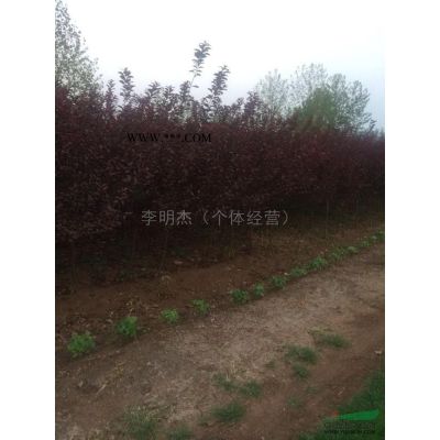 櫻花報價/山東櫻花報價