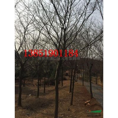 楓香，6公分、7公分、8公分苗圃價格一手貨源