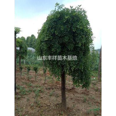 龍爪槐基地7公分/8公分龍爪槐價格