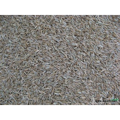 長期供應美人茶 美人茶花 美人茶樹 樹苗 基地直供 量大優惠