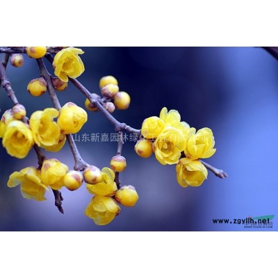 山東昌邑供應瓜子黃楊球