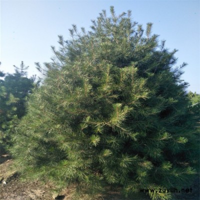 出售60公分80公分白皮松/1.5米白皮松、2米2.5米白皮松、3米4米白皮松