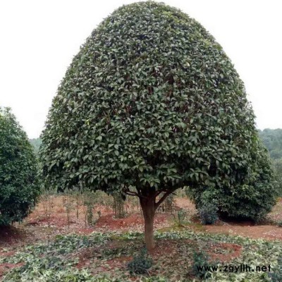 **叢生桂花批發 湖南基地直供 庭院觀賞綠化苗木 規格齊全 貨源充足