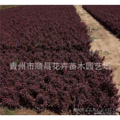 綠化苗木 紅葉小檗 宿根草花 水生植物 綠籬植物