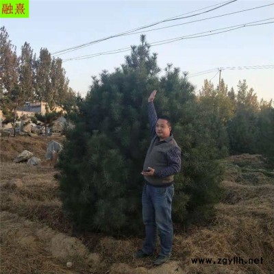 常年出售綠化苗木白皮松樹  價格優(yōu)惠   樹形飽滿 1.5 2 2.5 3 4米高白皮松樹價格 占地白皮松 白皮松樹基地