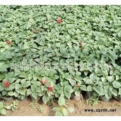 草花草花宿根花卉水生植物綠化苗木一串紅