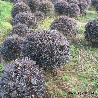 長期供應**紅繼木球 園林工程綠化苗木 湖南基地直供 現貨供應 量大價優