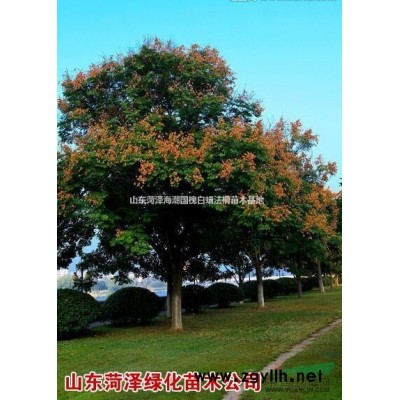 木槿價格木槿苗圃木槿基地山東木槿苗圃