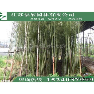 連翹，黃老虎4*新價(jià)格/連翹，黃老虎4報(bào)價(jià)