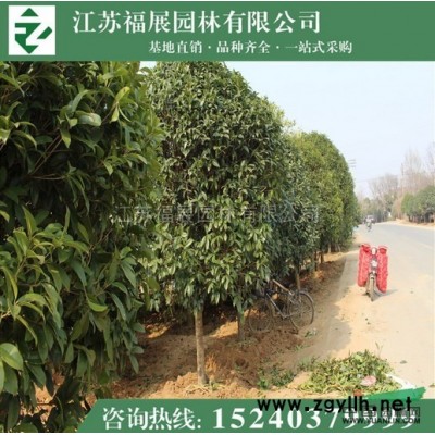 江蘇連翹，黃老虎2信息