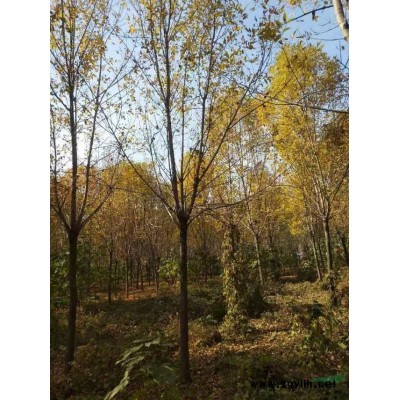 今年白蠟開春價格怎么樣 采購白蠟可以到山東  白蠟行情