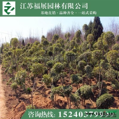 垂絲海棠4~6公分，4萬棵待售