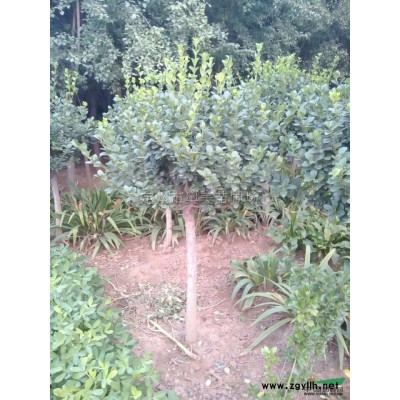 連翹品種、華北連翹、金鐘連翹、東北連翹、金葉連翹、直立連翹