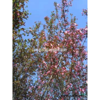 西府海棠、絢麗海棠，數量大價格低