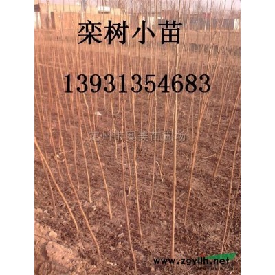 連翹、精品連翹、大墩連翹、大顆連翹、大叢連翹、連翹球