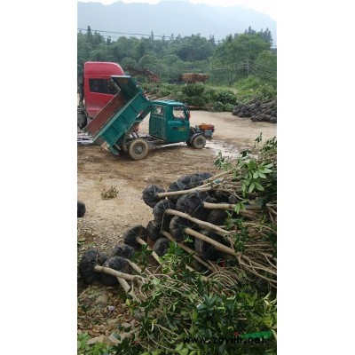 廣西四季桂價格 10-12公分四季桂 上車價390元圖片/廣西四季桂價格 10-12公分四季桂 上車價390元報價