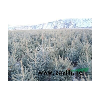 2018年黑龍江叢生蒙古櫟2新報價