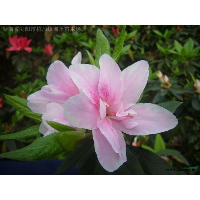 湖南 紅花繼木，紅花繼木球 供應(yīng)