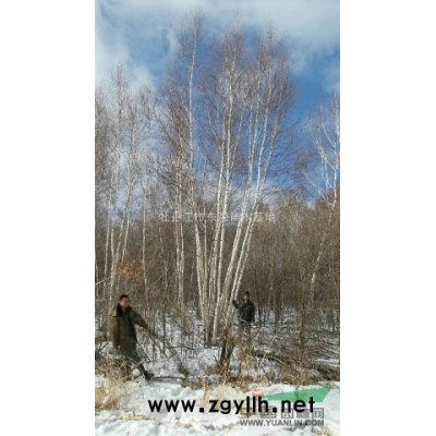 叢生五角楓，2018年叢生五角楓圖片，叢生五角楓價(jià)格