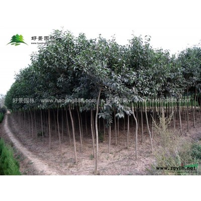 紫葉桃價格_紫葉桃圖片_紫葉桃產地_紫葉桃綠化苗木苗圃基地