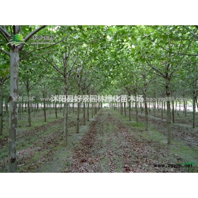 紫鵑價格_紫鵑圖片_紫鵑產地_紫鵑綠化苗木苗圃基地