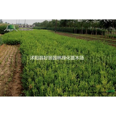 美人蕉價格_美人蕉圖片_美人蕉產地_美人蕉綠化苗木苗圃基地