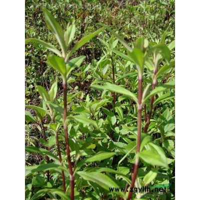 園林綠化景觀戶外綠雕 大型綠植雕塑仿真工藝品裝飾擺件 歡迎