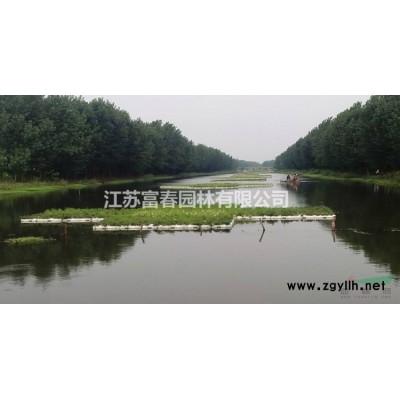 白楊樹苗 白楊樹 楊樹苗 107速生楊樹苗 植樹造林 白楊苗