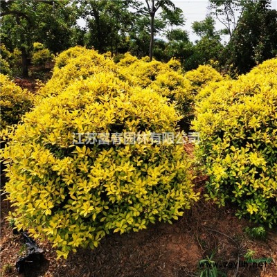 金太陽絲棉木1號