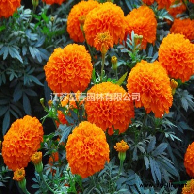 綠色植物雕塑 植物景觀綠雕 仿真植物綠雕城市公園小區綠雕工藝