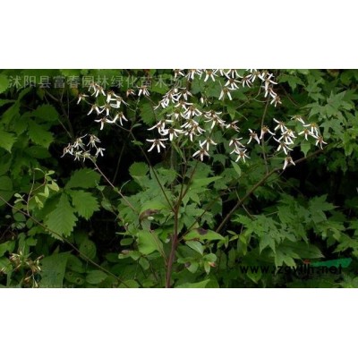 綠雕工藝品 戶外園林擺件仿真綠雕 仿真卡通植物動物雕塑