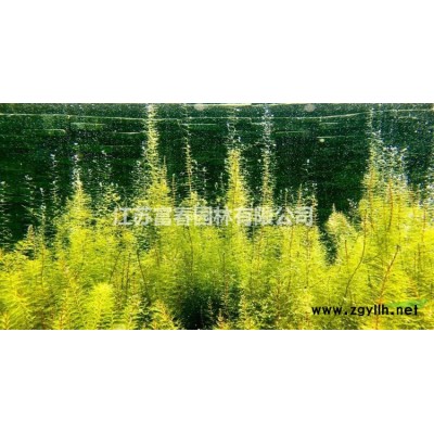 園林景觀布置室外造型裝飾景觀綠色雕像 人造綠雕卡通造型