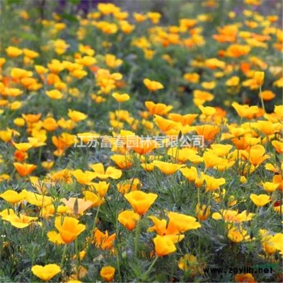 廠家直銷  仿真綠雕  仿真植物 綠雕仿真動物綠雕塑工藝品