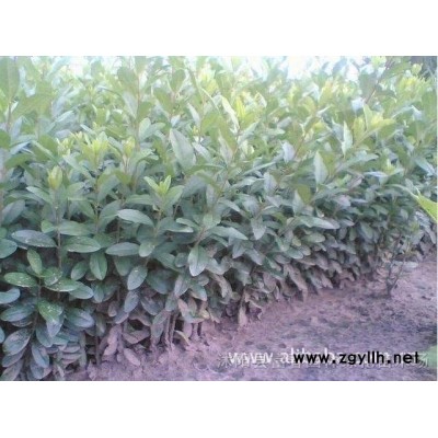 園林景觀綠植雕塑 人物動物卡通造型綠雕  仿真綠植造型雕塑